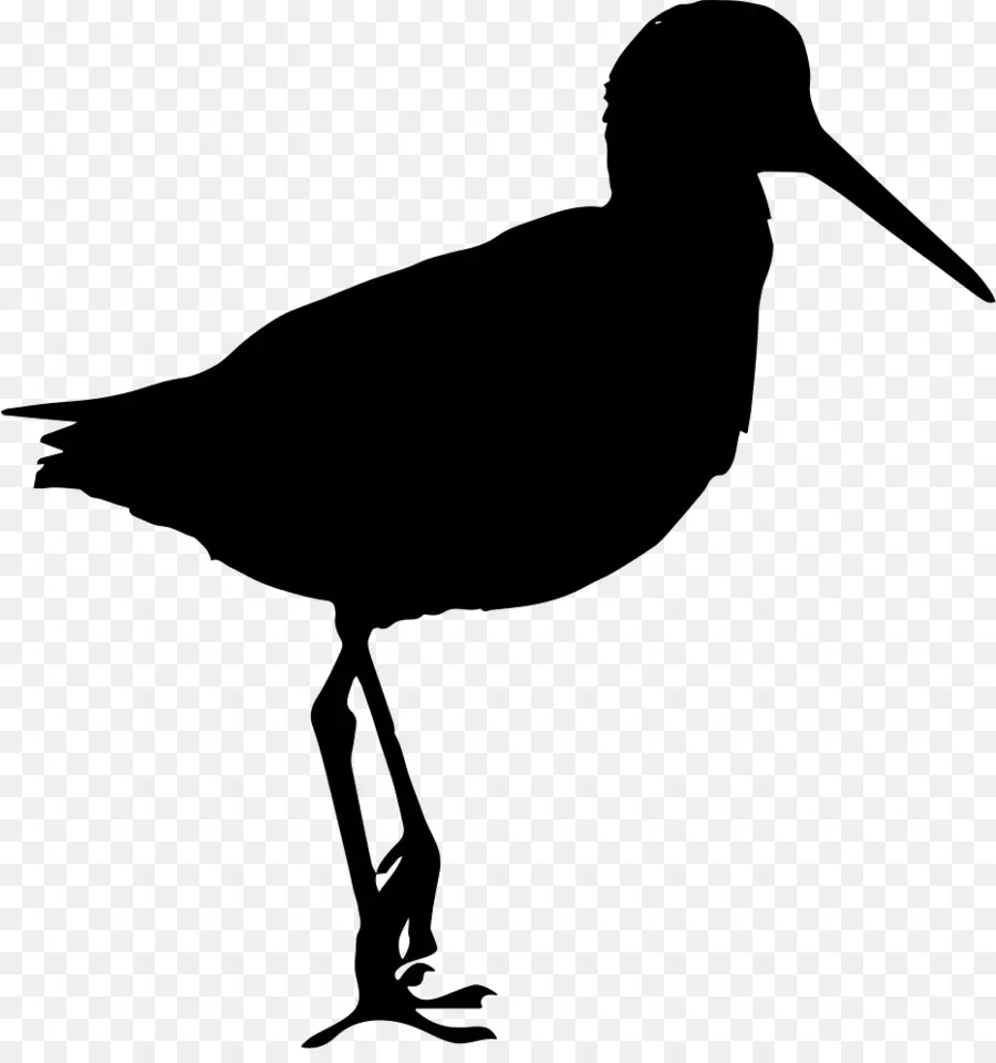 Sandpiper，Aves PNG