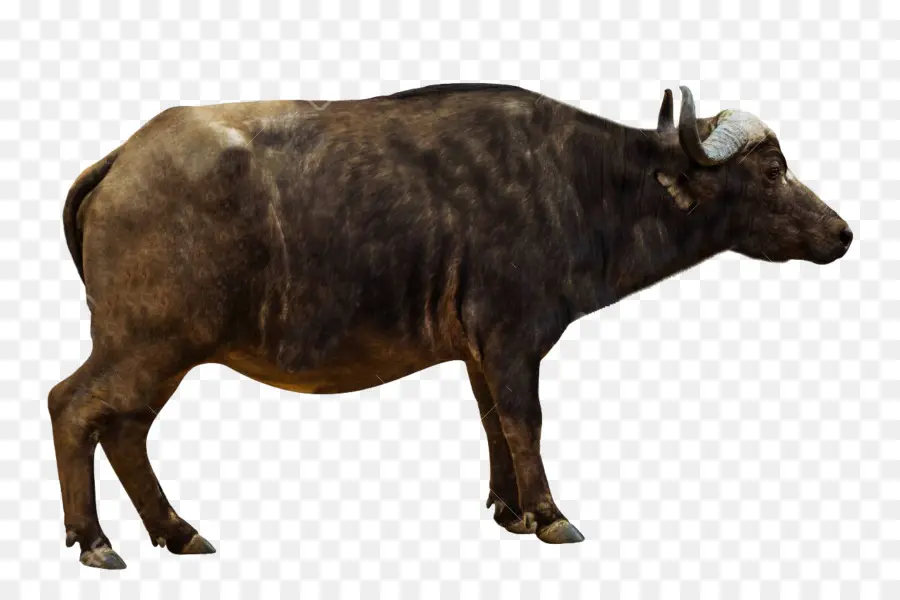 Búfalo Africano，Una Fotografía De Stock PNG
