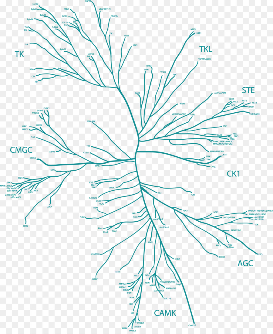 Quinoma，Ramita PNG