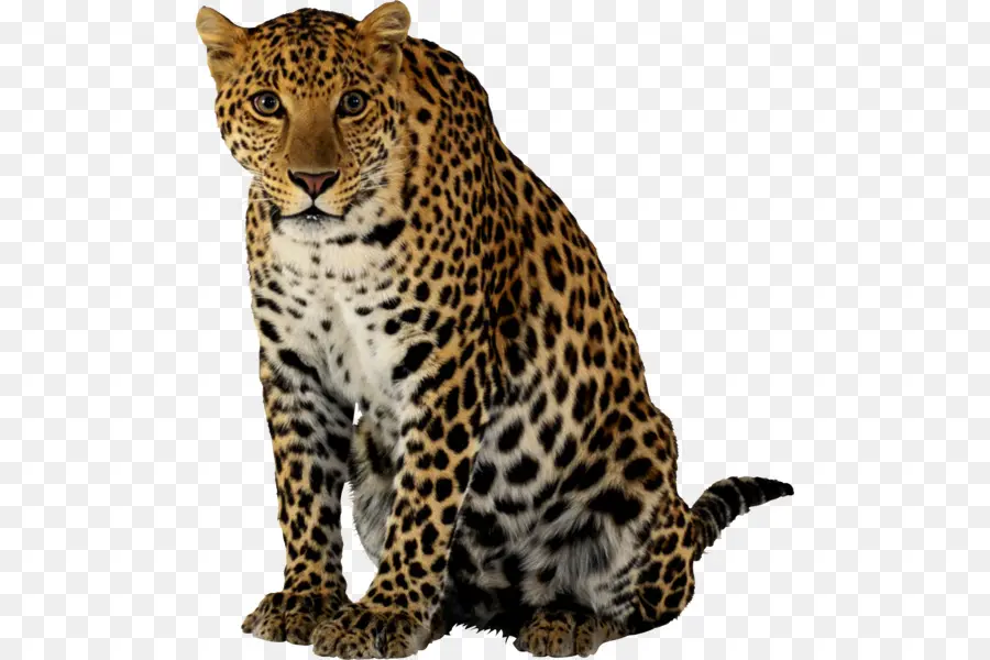 Leopardo，Tigre PNG