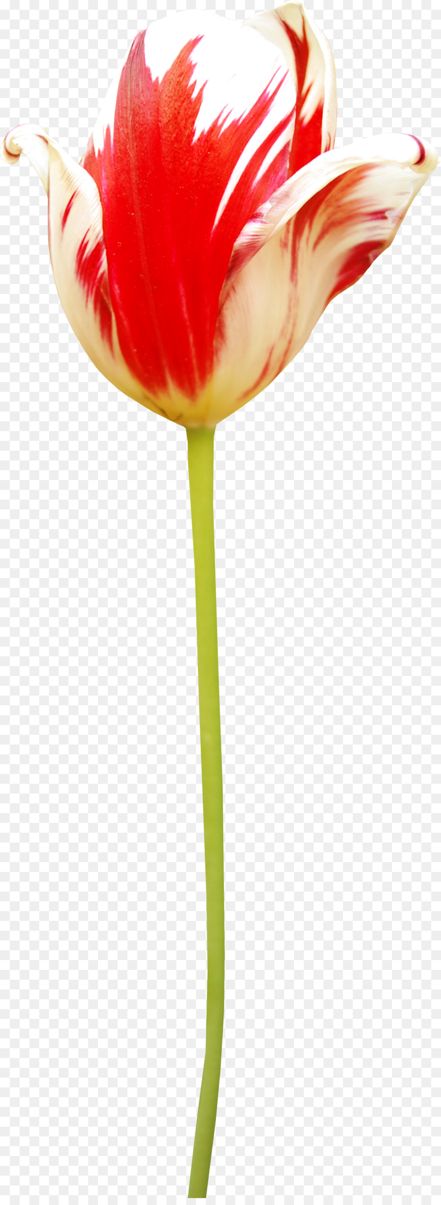 Tulip，Amarilis PNG