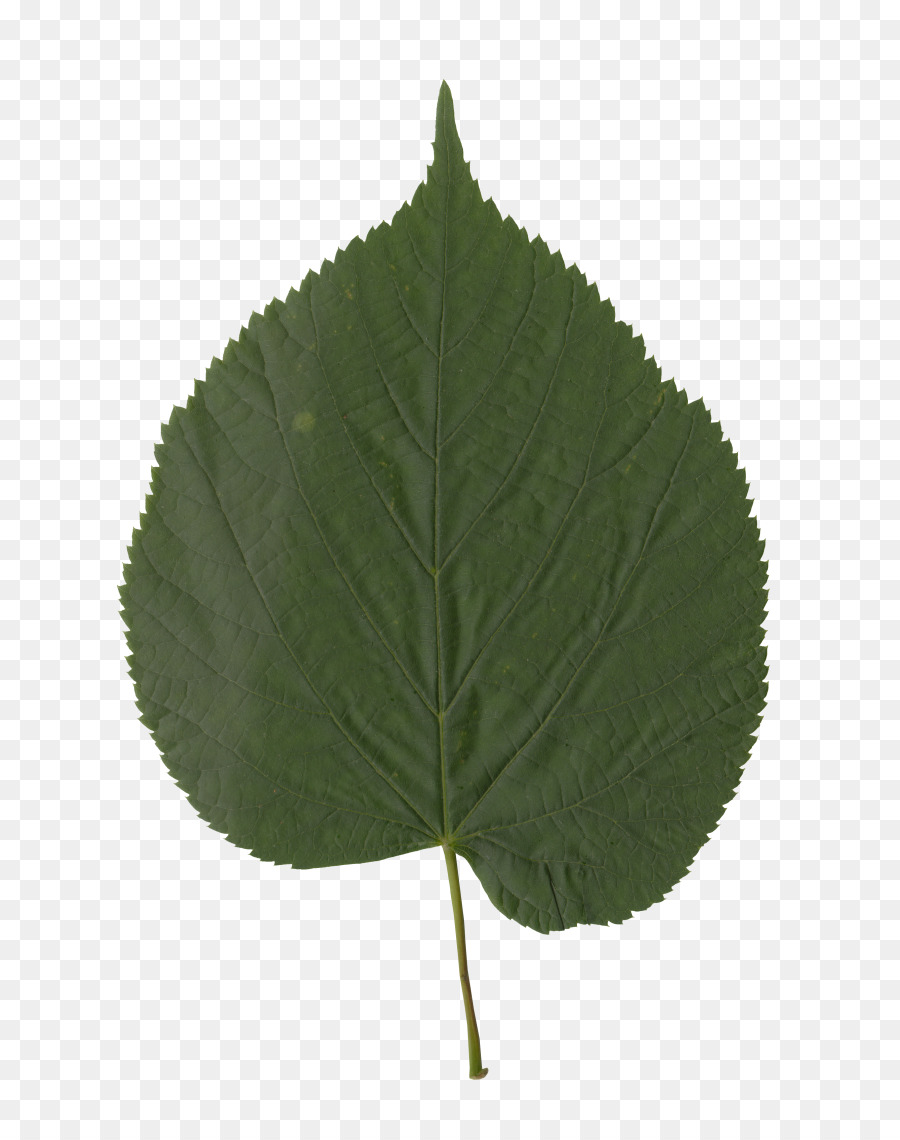 Hoja，Tallo De La Planta PNG