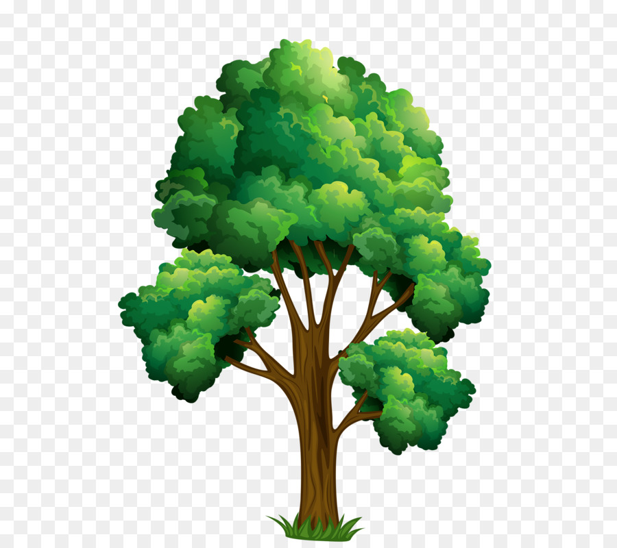 Árbol Bonsái，Árbol PNG