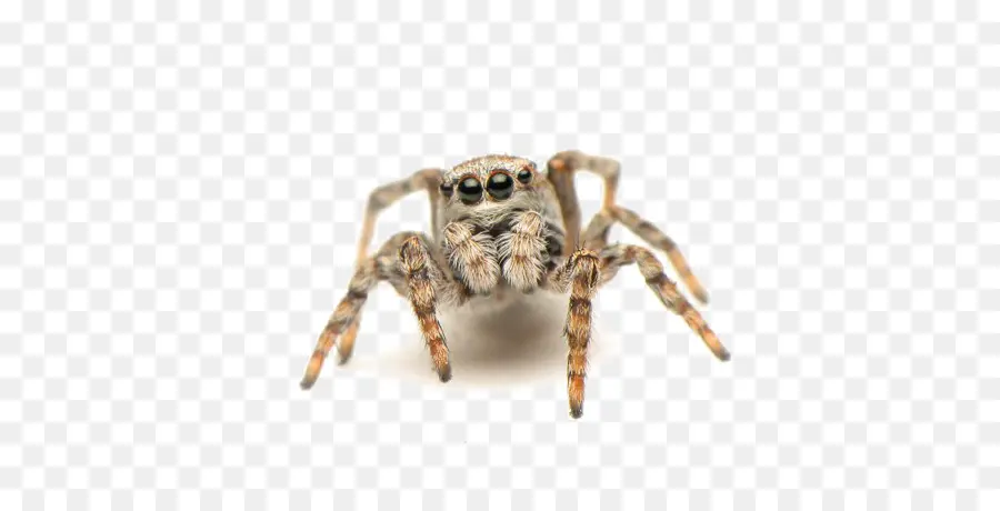 Araña，Taza PNG