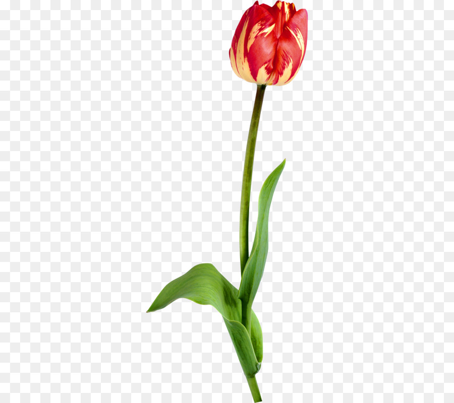 Tulipán Rojo，Provenir PNG