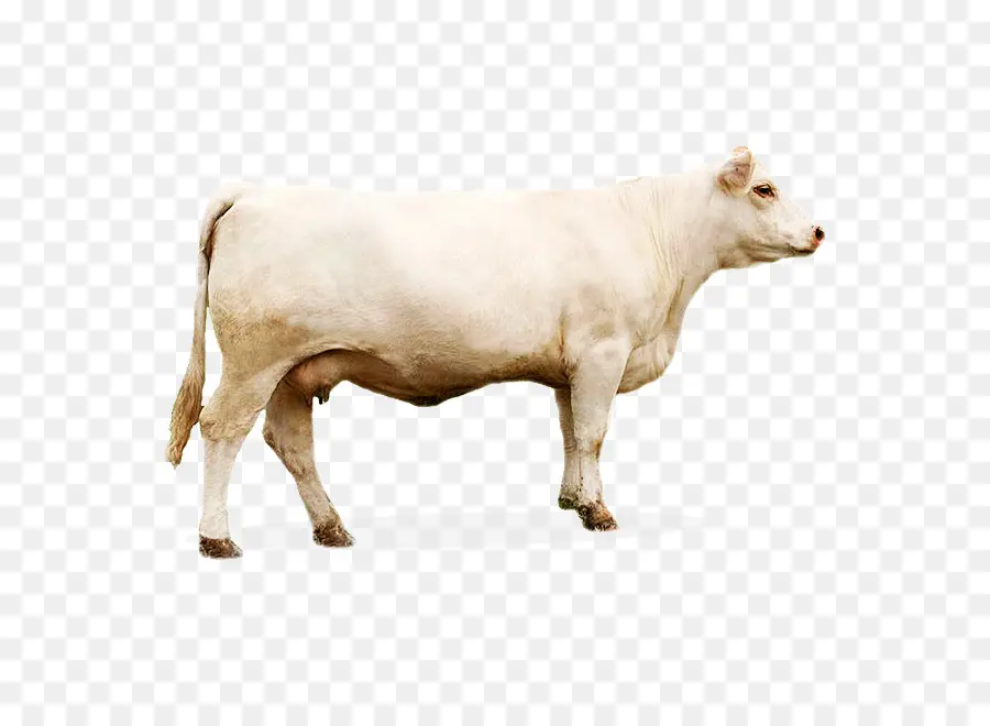 Becerro，Ganado Charolais PNG