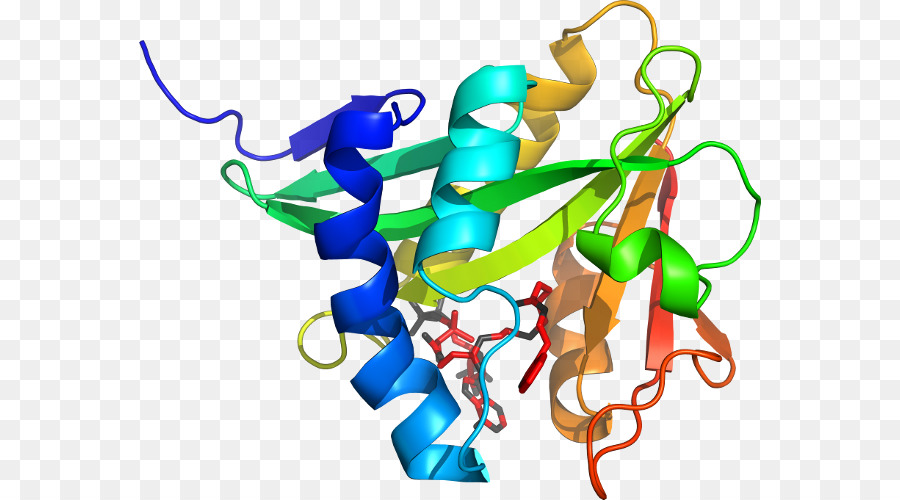 Estructura De La Proteína，Molécula PNG