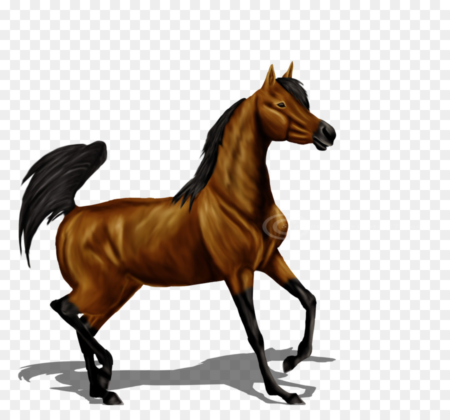 Caballo Marrón，Equino PNG