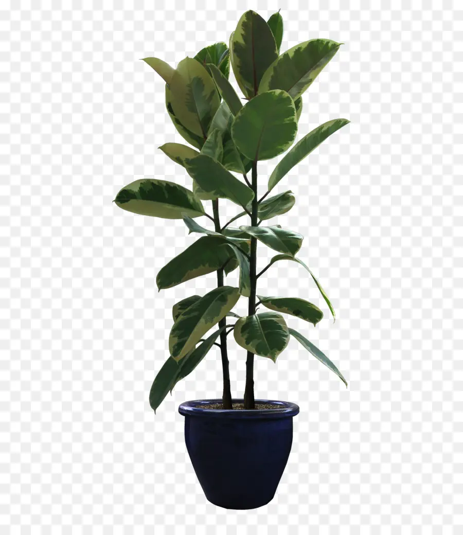 Planta En Maceta，Hojas PNG