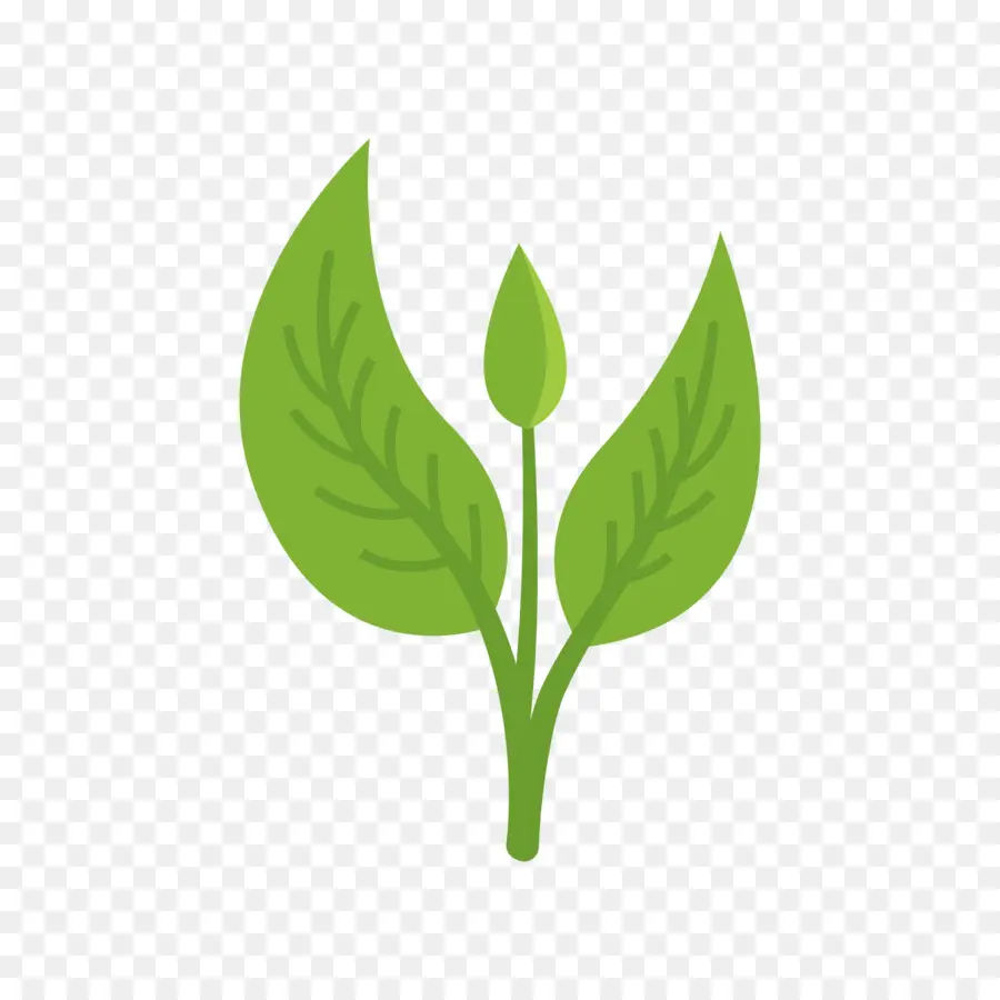 Hoja，Verde PNG