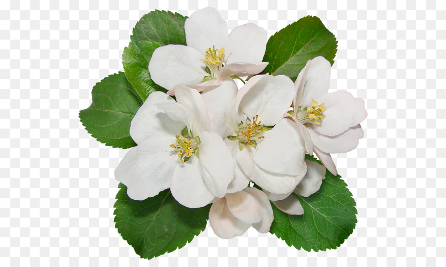 Flor，Las Manzanas PNG