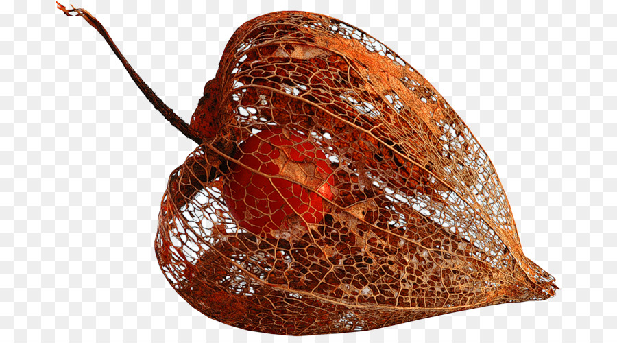 La Fruta，Physalis PNG