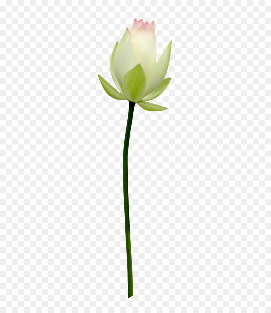 Flor De Loto Rosa，Florecer PNG