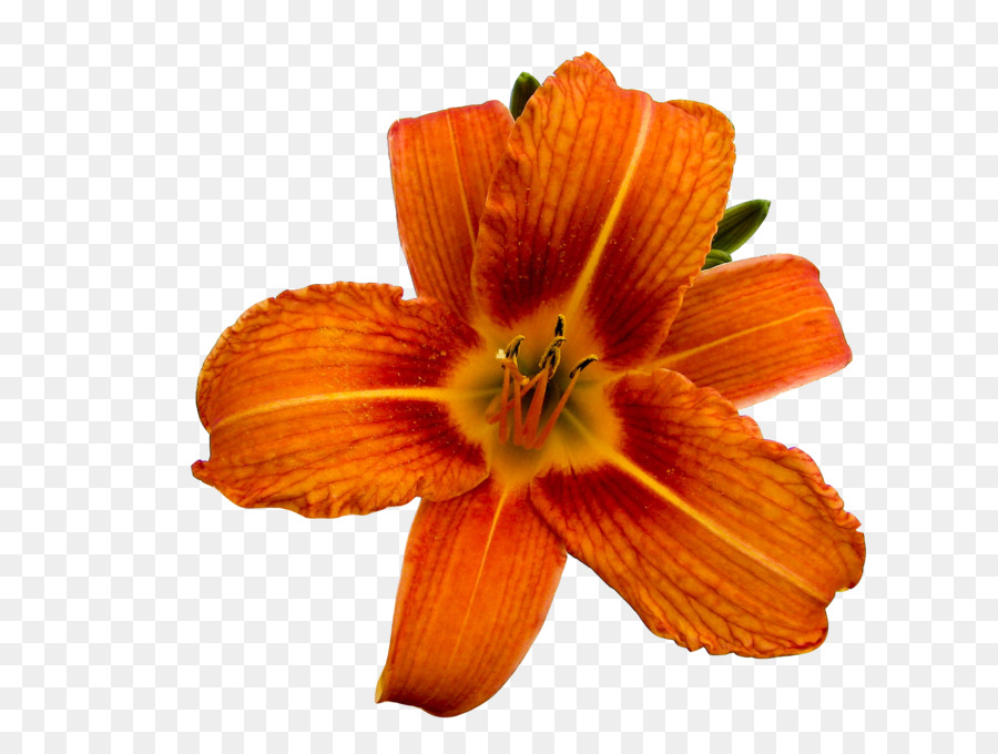 Flor De Naranja，Pétalos PNG