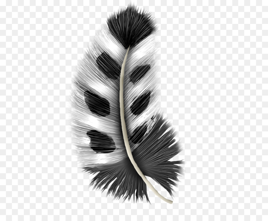 Pluma，Negro PNG