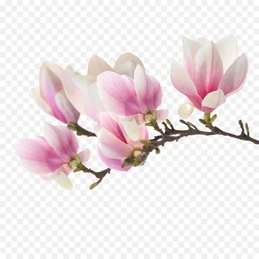 Magnolia，Una Fotografía De Stock PNG