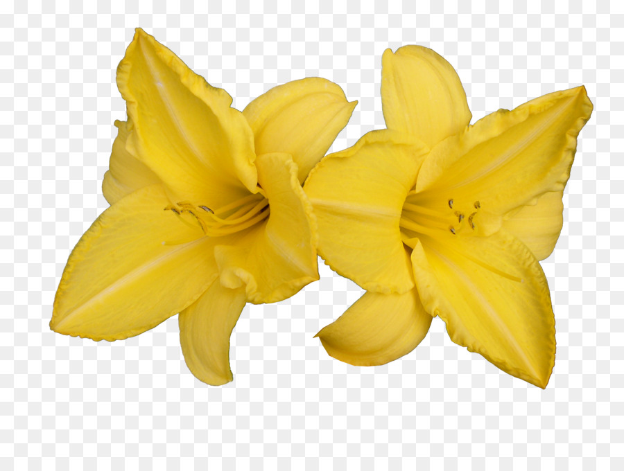 Carambola，La Fruta PNG