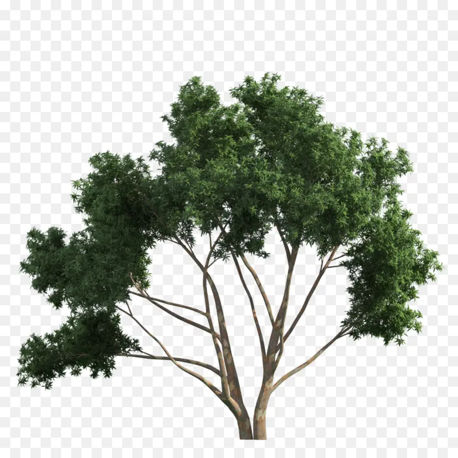 Árbol，Rama PNG