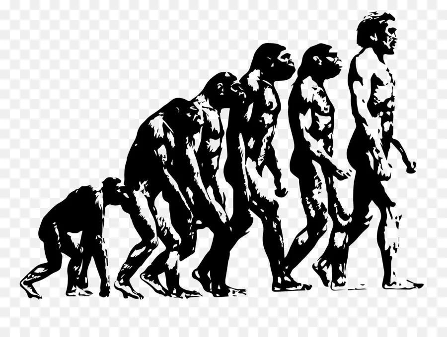 Evolución，Humano PNG