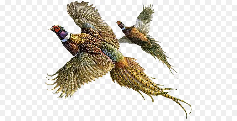 Faisanes Voladores，Plumas PNG