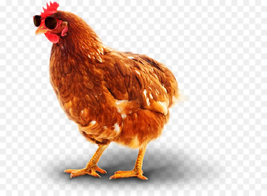 Pollo，Gallo PNG