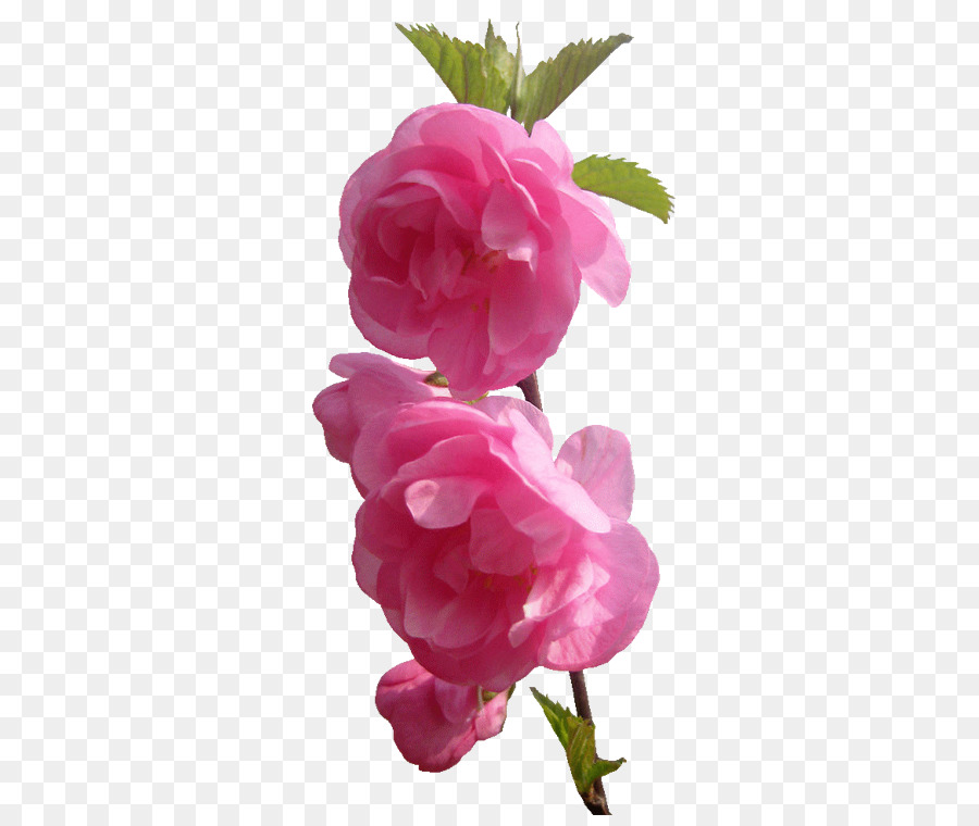 Flor Rosa，Flor PNG