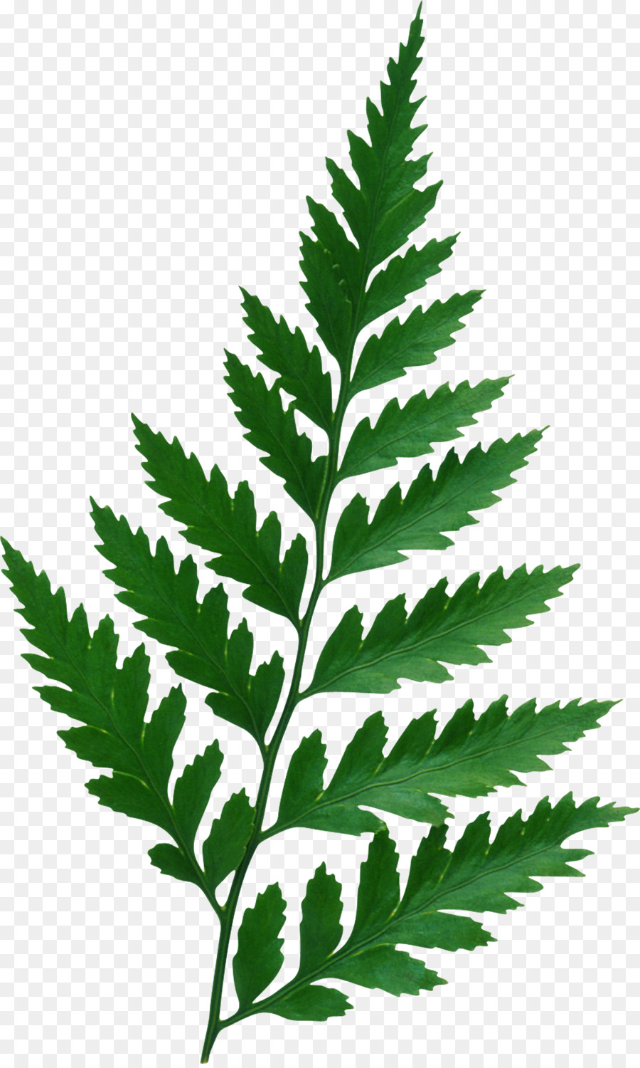 Hoja，Las Plantas PNG