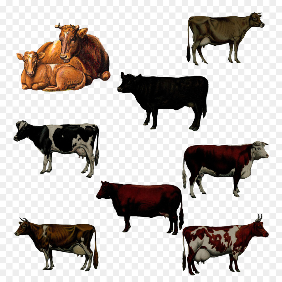 Vacas，Ganado PNG