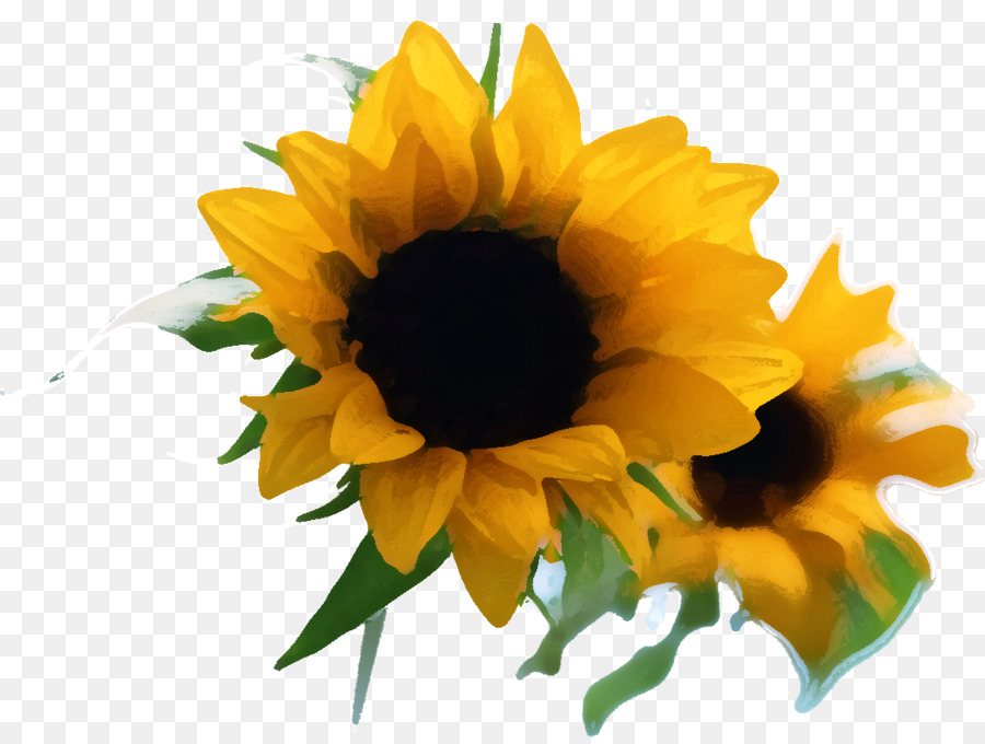 Girasol Amarillo，Hojas Verdes PNG