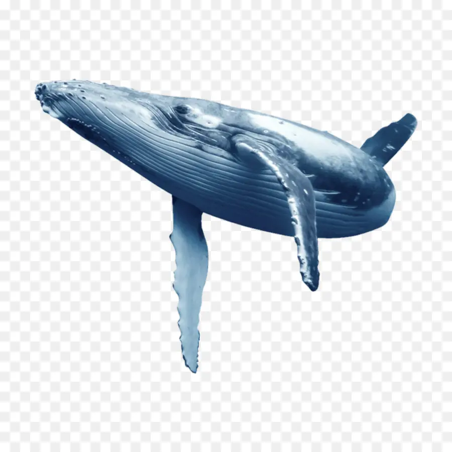 La Ballena Azul，Delfín PNG