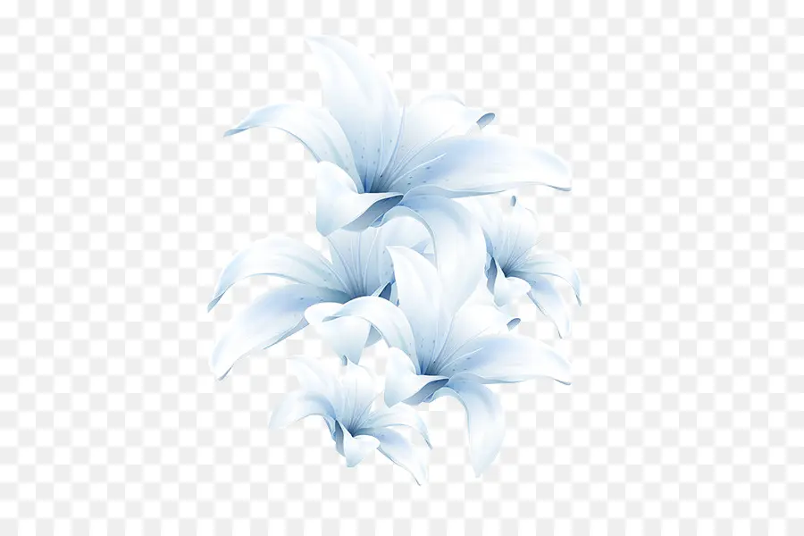 Madonna Lily，Fondo De Escritorio PNG