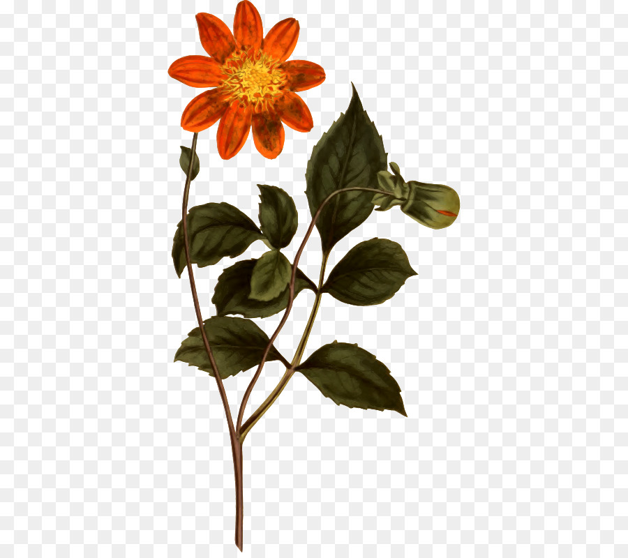 Dalia Roja，Dahlia Pinnata PNG