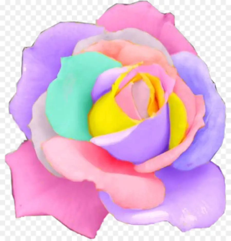 Rainbow Rose，Rara Holanda Rainbow Rose Semillas De Flores PNG