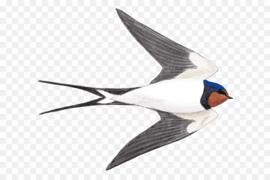 Aves，Hirundininae PNG