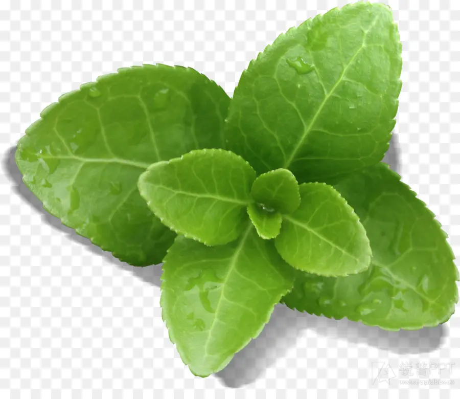 Hoja，El árbol Del Cabello Sedoso PNG