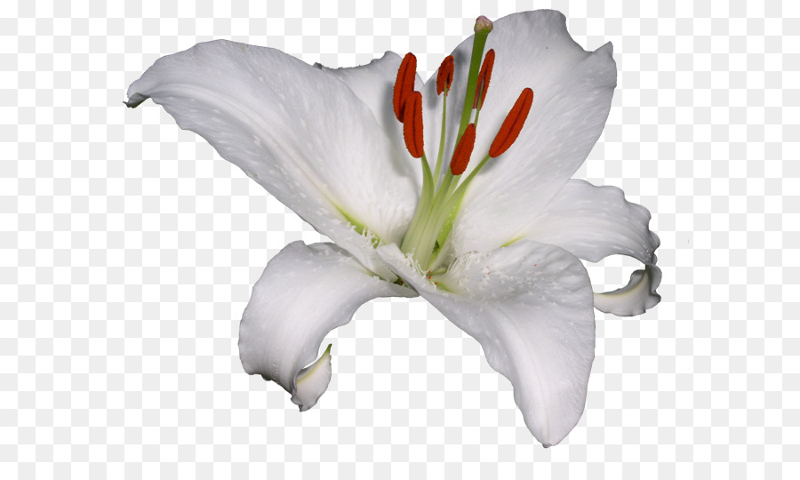 Lirio Blanco，Florecer PNG