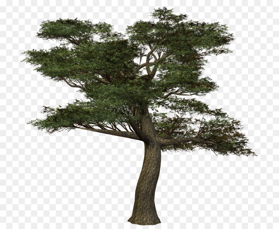 Árbol，Tronco PNG