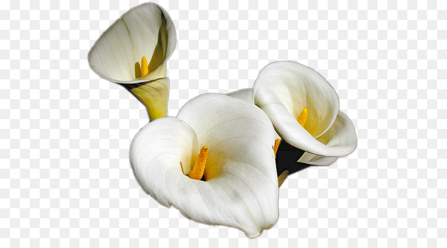 Flores Blancas，Florecer PNG