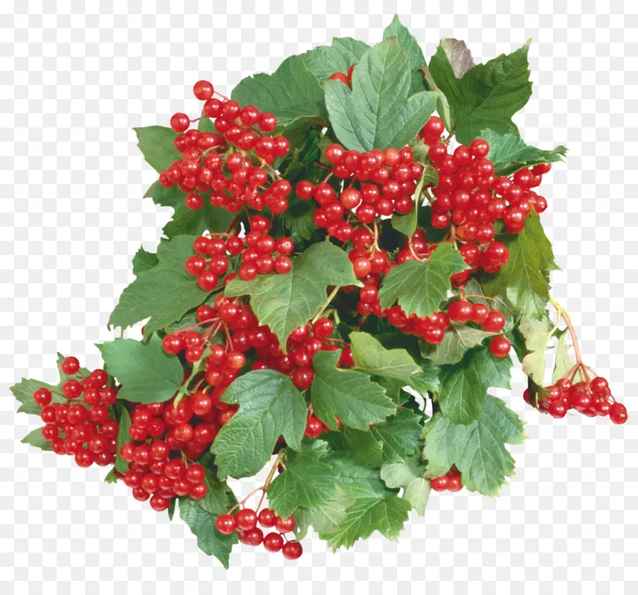 Frutos Rojos，Hojas PNG