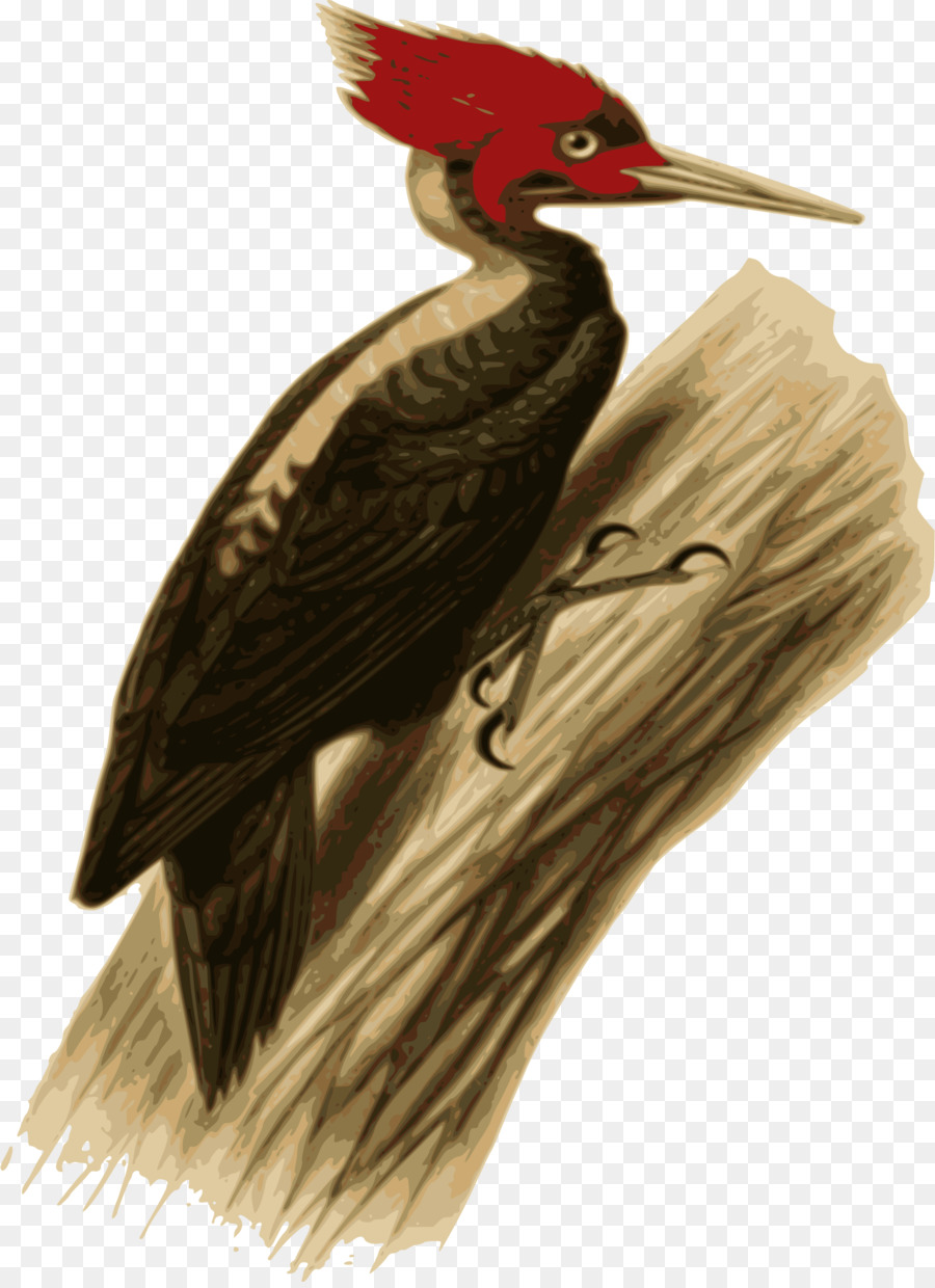 Woodpecker，Aves PNG