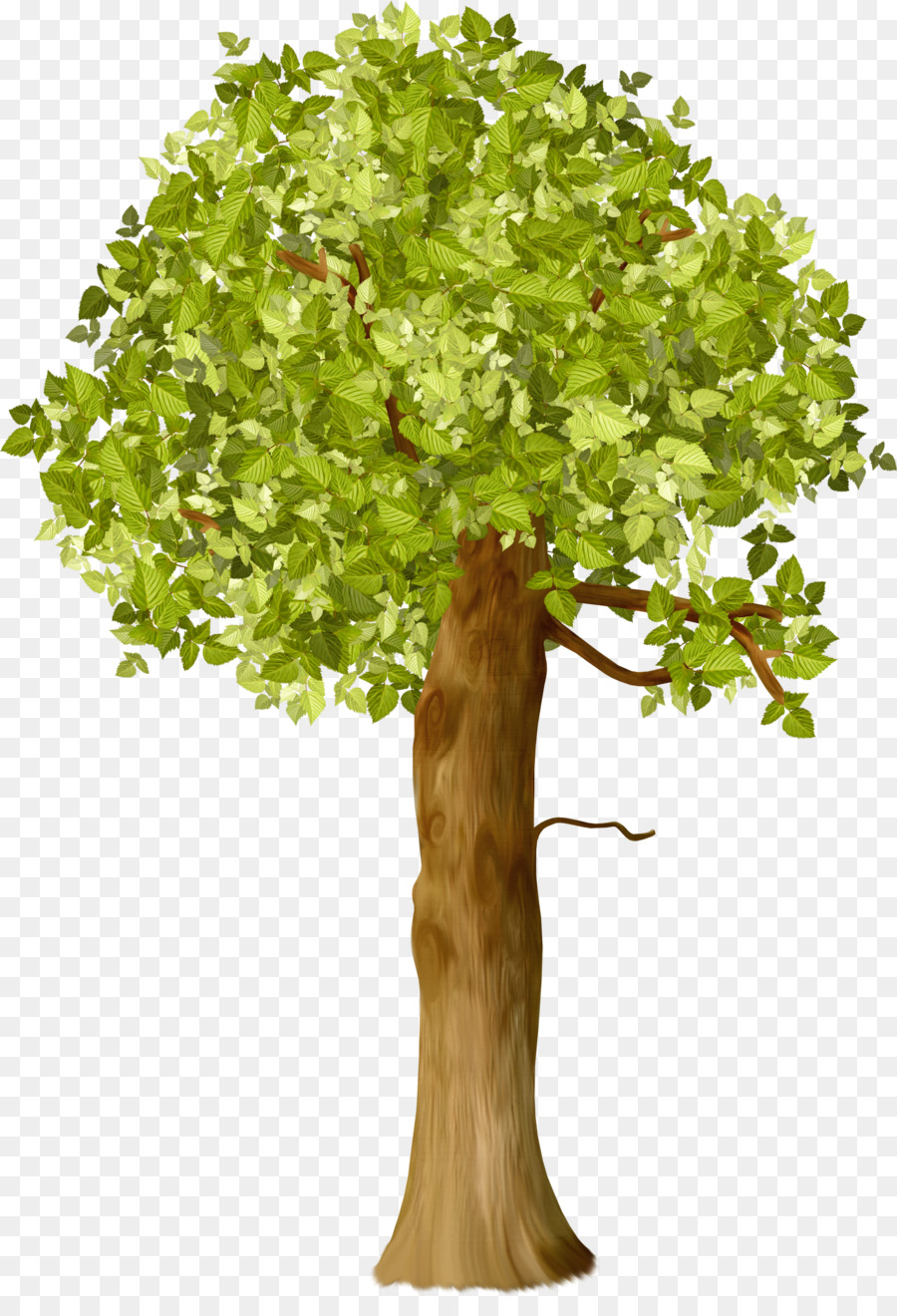 Árbol，Hojas Verdes PNG