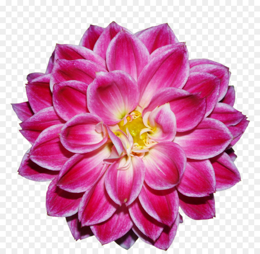 Flor Rosa，Florecer PNG