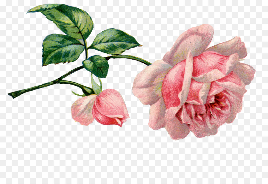 Flores Rosadas，Flores PNG