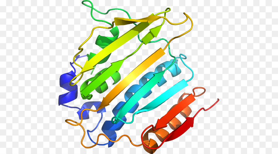 Estructura De La Proteína，Biología PNG