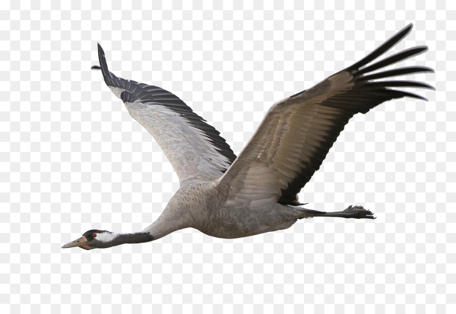 Ganso，Aves PNG