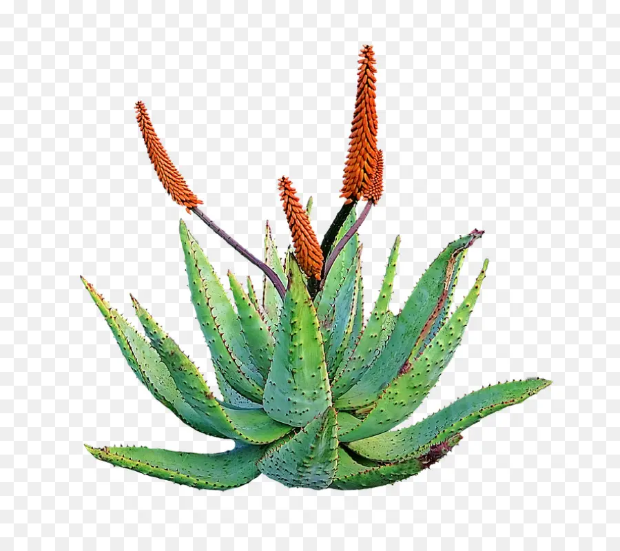 Aloe Vera，Plantas Medicinales PNG