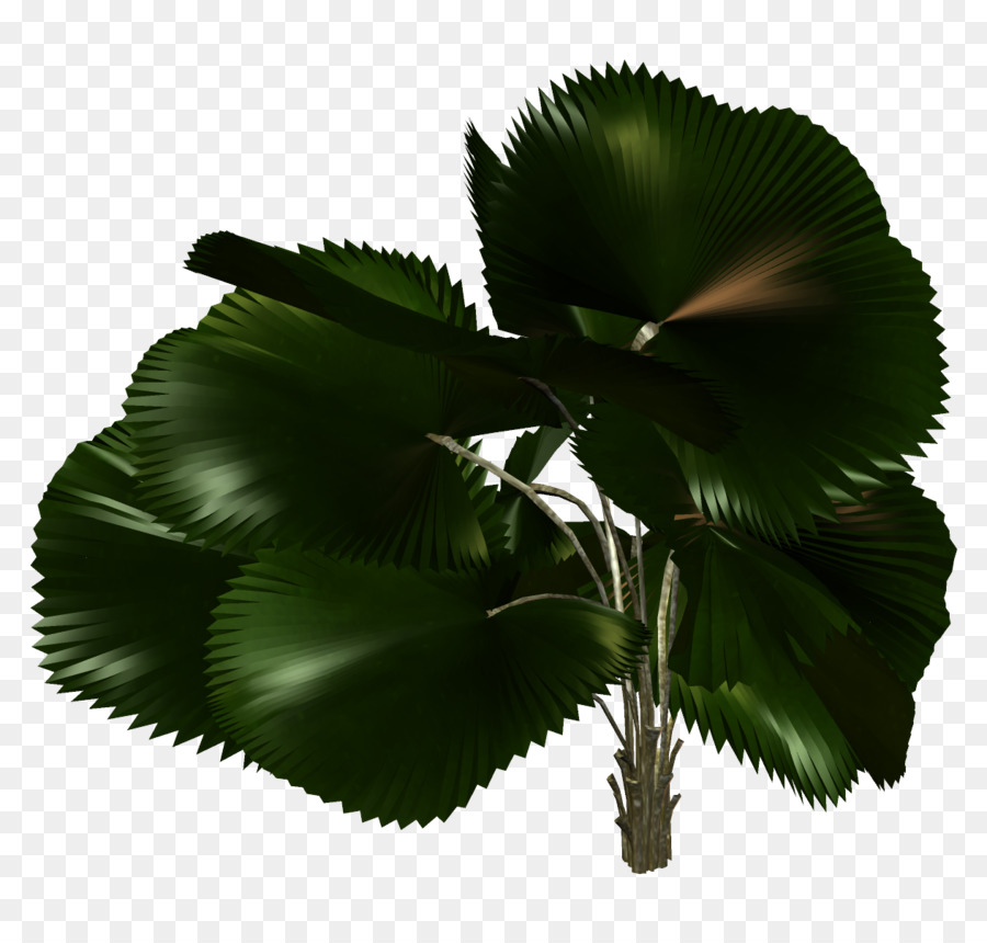 Planta，Verde PNG