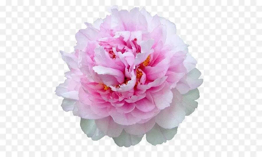 Paeonia，La Semilla PNG