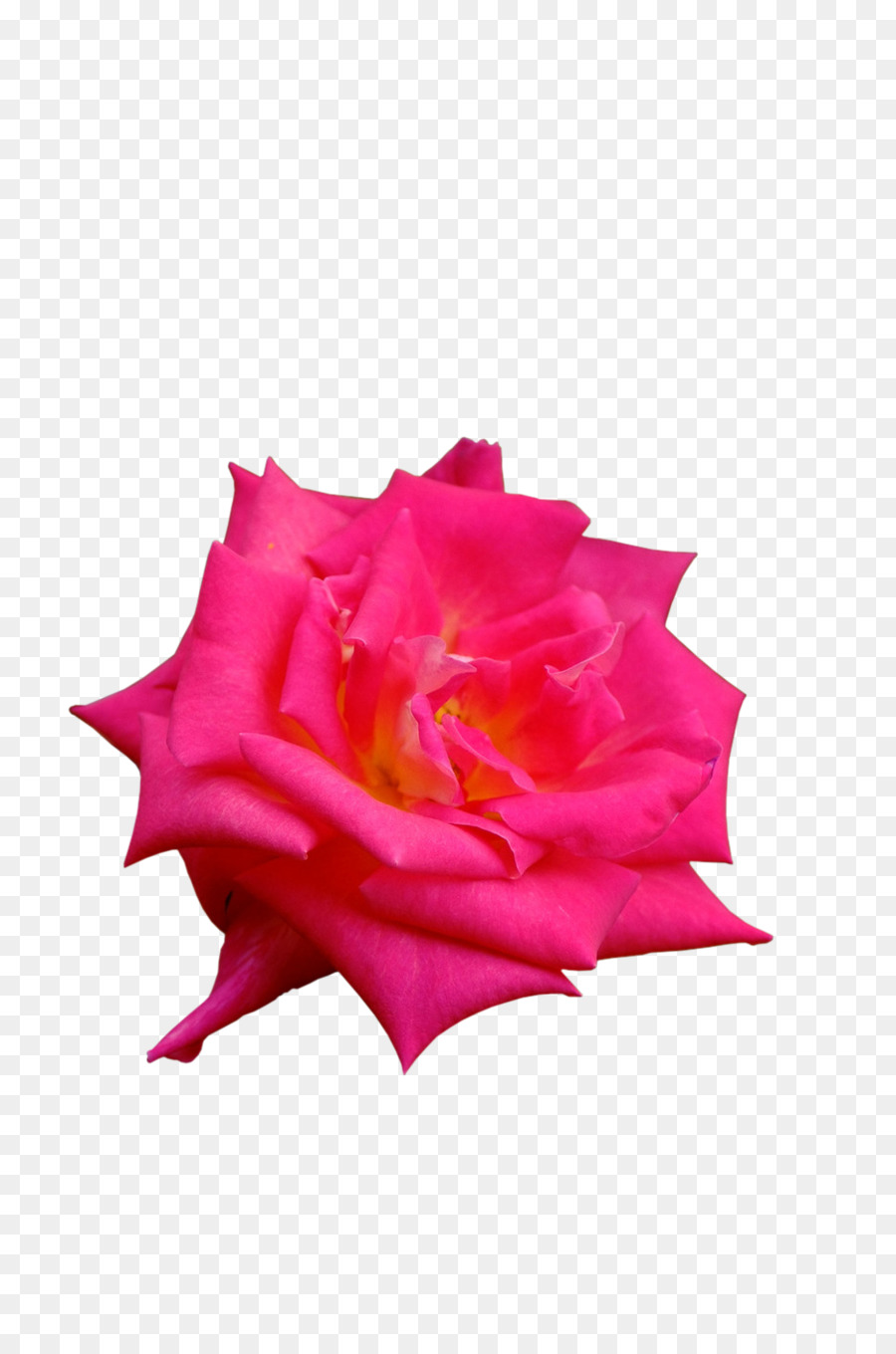 Rosa Roja，Rosa PNG