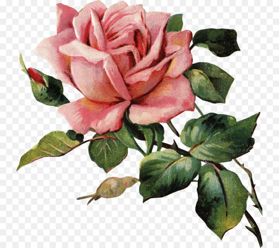 Las Rosas De Jardín，China Rose PNG